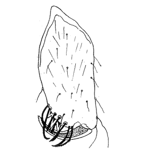 speciesimage