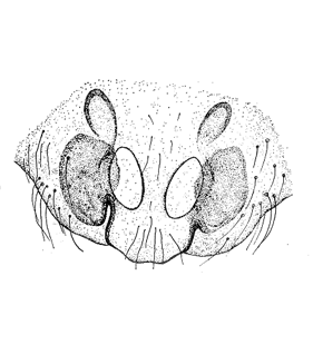 speciesimage