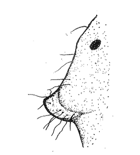 speciesimage