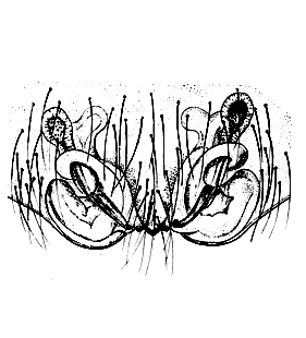 speciesimage