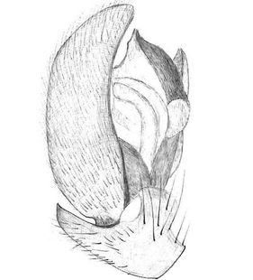 species