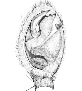 species