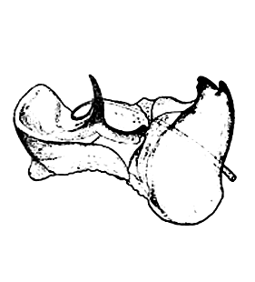 speciesimage