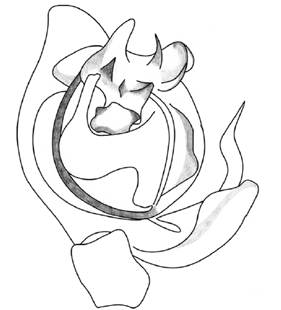 speciesimage