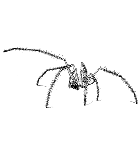 speciesimage