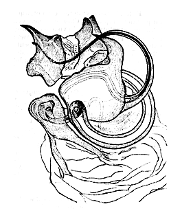 speciesimage