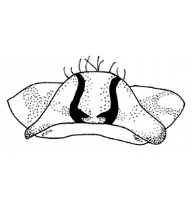 speciesimage