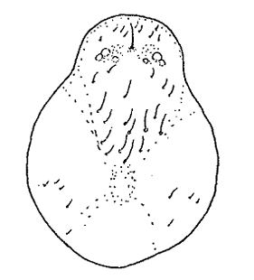 speciesimage