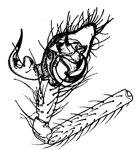 speciesimage