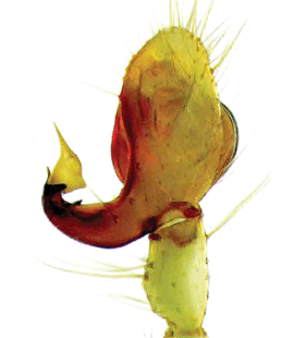 speciesimage
