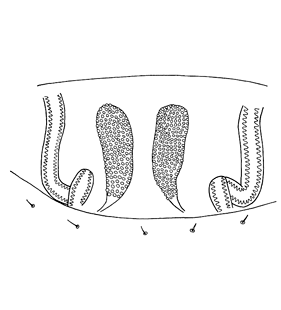 speciesimage