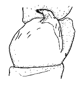 speciesimage