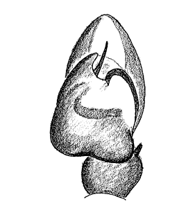 species