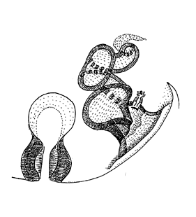 species