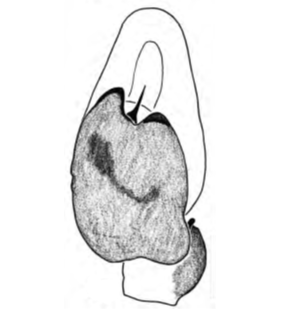 species
