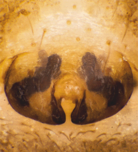 species