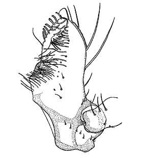 speciesimage