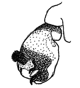 speciesimage