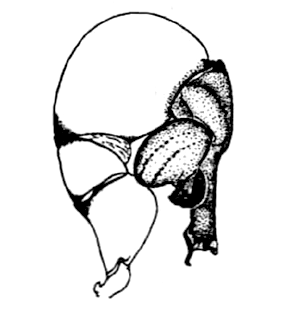 speciesimage