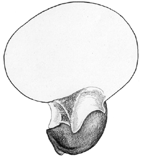 speciesimage