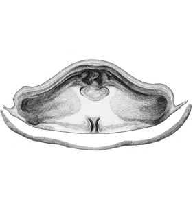speciesimage