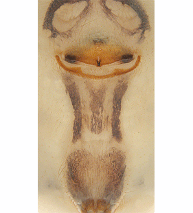 speciesimage