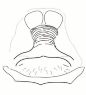 speciesimage