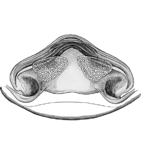 speciesimage