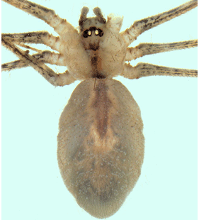 speciesimage