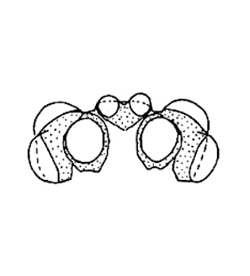 speciesimage