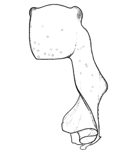 speciesimage