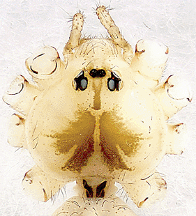 speciesimage