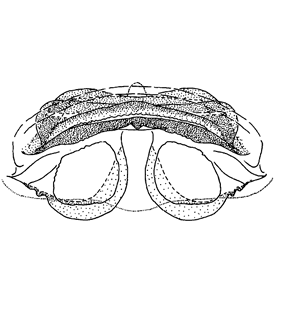 speciesimage