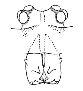 speciesimage
