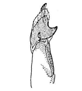 speciesimage