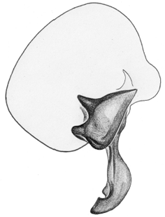 speciesimage
