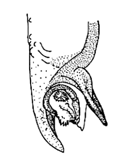 speciesimage