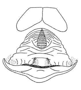 speciesimage