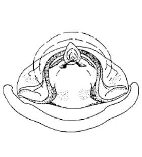 speciesimage