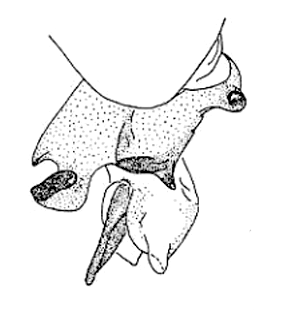 speciesimage