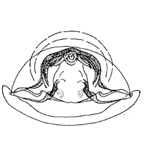 speciesimage