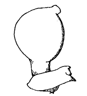 speciesimage