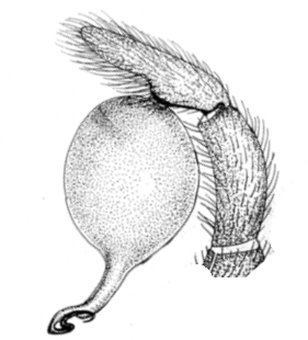 speciesimage