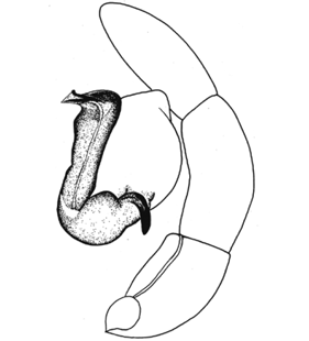 speciesimage