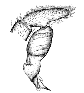 speciesimage
