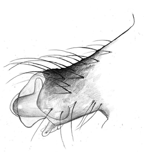 speciesimage
