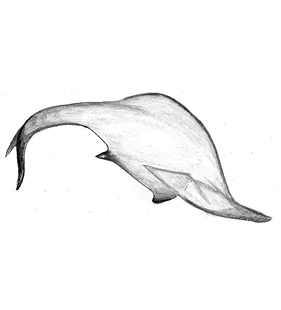 speciesimage