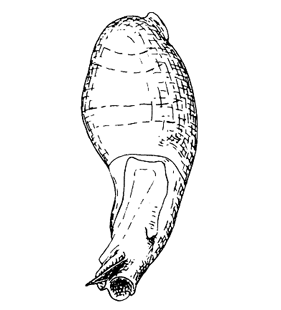 speciesimage
