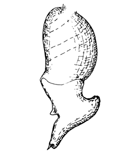 speciesimage