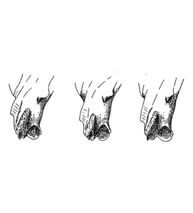 speciesimage